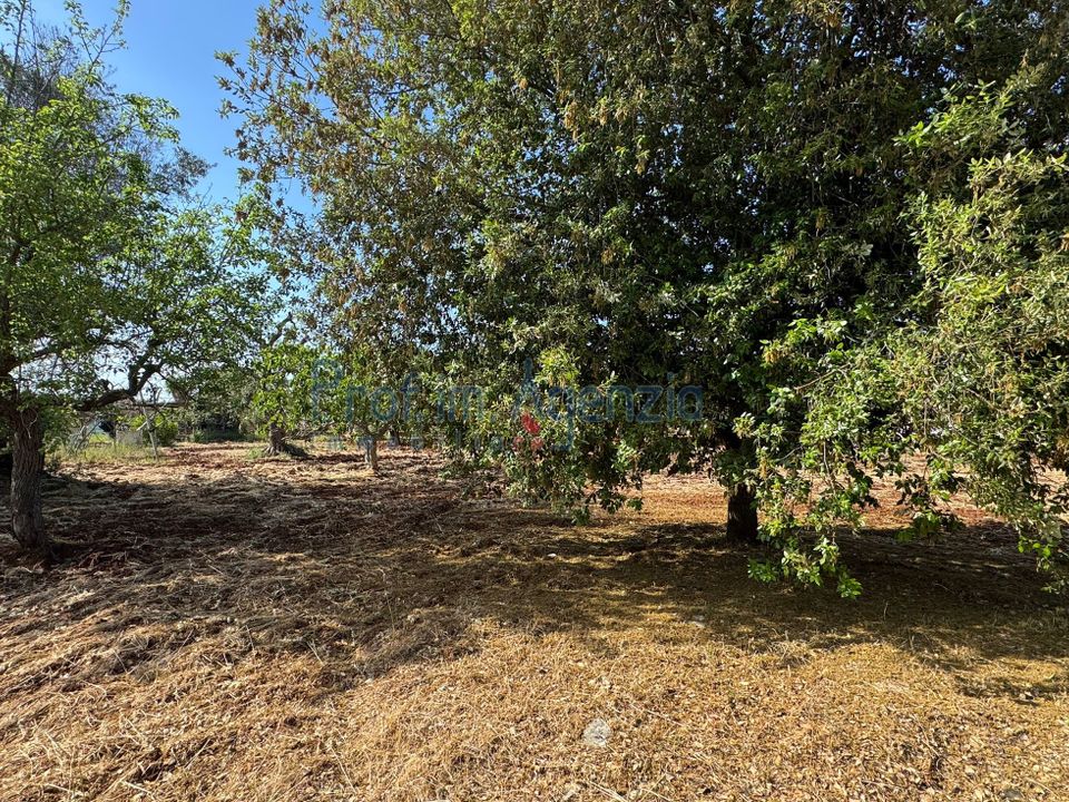 Helårsgrund i Carovigno, Brindisi - foto 3
